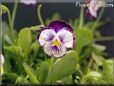 pansy photo