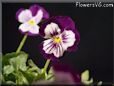 pansy photo