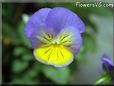 pansy photos