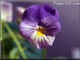 pansy flowers