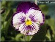 pansy photo