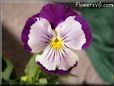 pansy photo