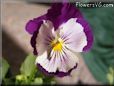 pansy photo