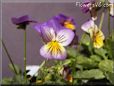 pansy flower