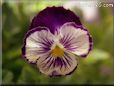 pansy plant