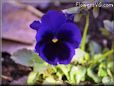 pansy photographs