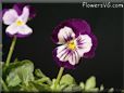 pansy photo