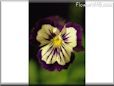 pansy photo