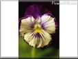 pansy photo