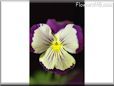 pansy photo