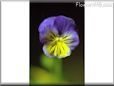 pansy photo