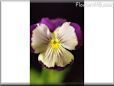 pansy photo