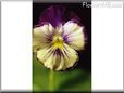 pansy photo