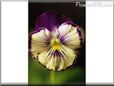 pansy photo