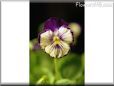 pansy photo