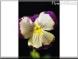 pansy photo