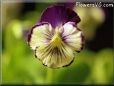 pansy garden