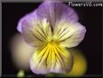 pansy plants