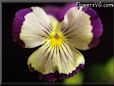 wild pansy