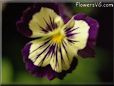 pansy image