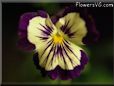 pansy pictures