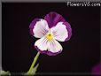 pansy photos