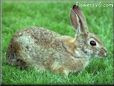 brown bunny rabbit pictures
