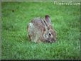 bunny pet picture