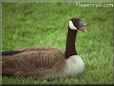 goose picture