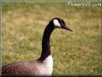 goose picture