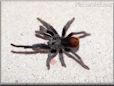 photo tarantula