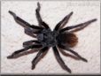 hairy tarantula