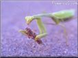 what to feed to a praying mantis grasshoppers