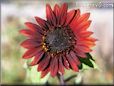 maroon sunflower picture