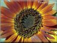 sunflower picture