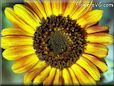 sunflower picture