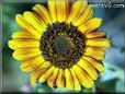 sunflower picture