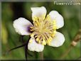 columbines