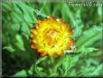 strawflower picture