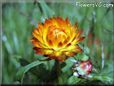 yellow strawflower picture