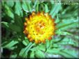 yellow strawflower picture