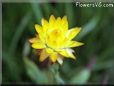 yellow strawflower picture