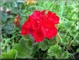 geranium pictures