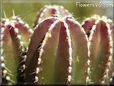 mexican fence post cactus