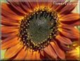 sunflowers pictures