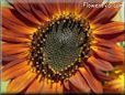 sun flower picture