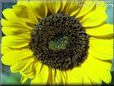yellow sunflower