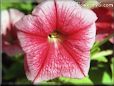 petunia flower