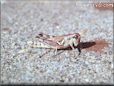grasshopper pic