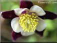 dark purple columbine pictures